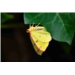 Papillon de nuit