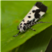 papillon de nuit