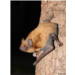 Chauve-souris