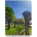 arbres têtards