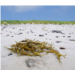 Laisse de mer.jpg
