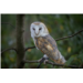 Chouette Effraie (Tyto alba)
