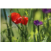 Coquelicot + Nielle des blés