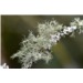 lichens 