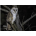 anim - faune nocturne